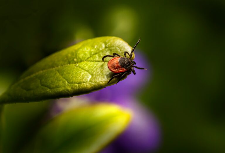 Prevent Bugs in Salesforce Launch